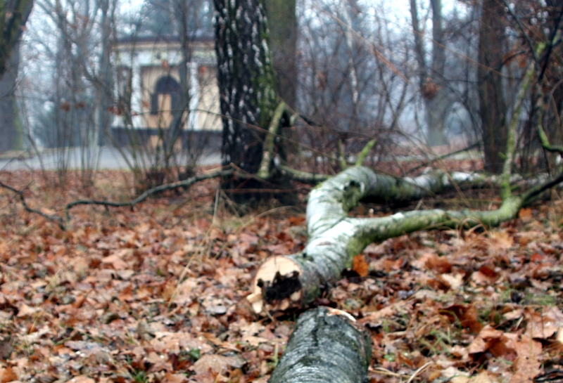 W Parku Śląskim trwają prace porządkowe