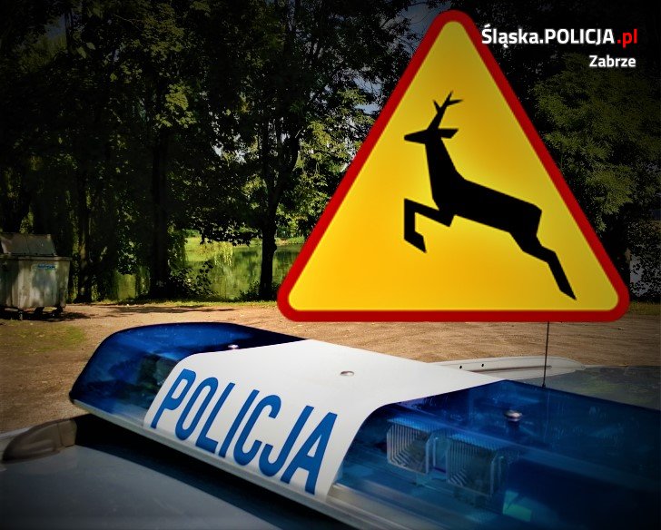 Uważajmy na dzikie zwierzęta na drogach