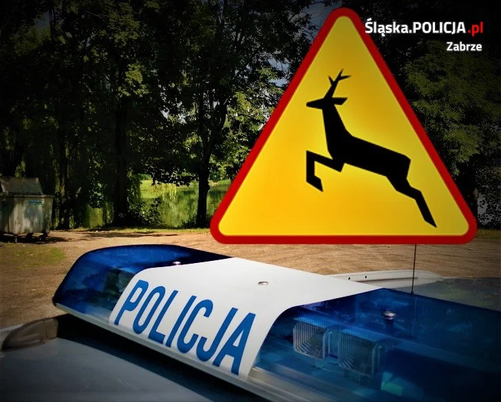 Na DK 88 doszło do wypadku. Sarna wyskoczyła przed maskę samochodu