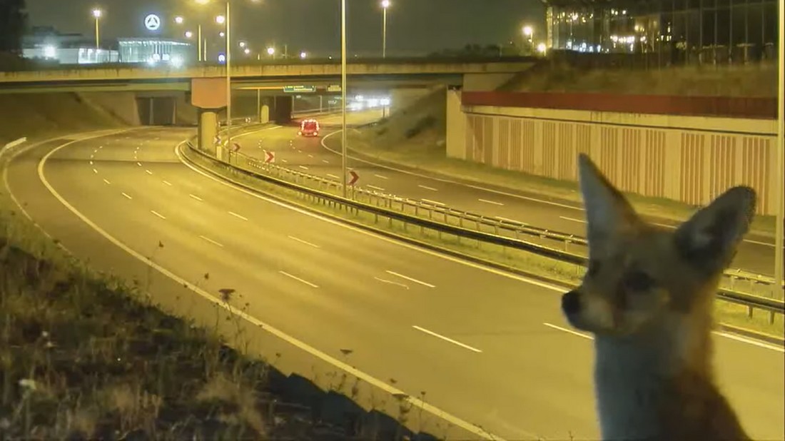 Lis odwiedził zakręt mistrzów - pozował przed kamerą kilka minut [wideo + konkurs]