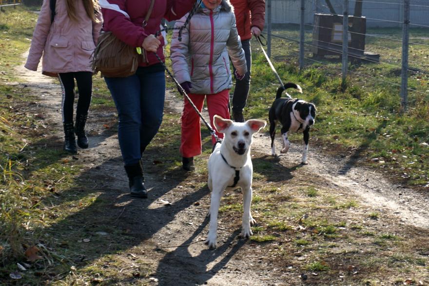 Przed nami 33 "Bieg na 6 łap" w Gliwicach