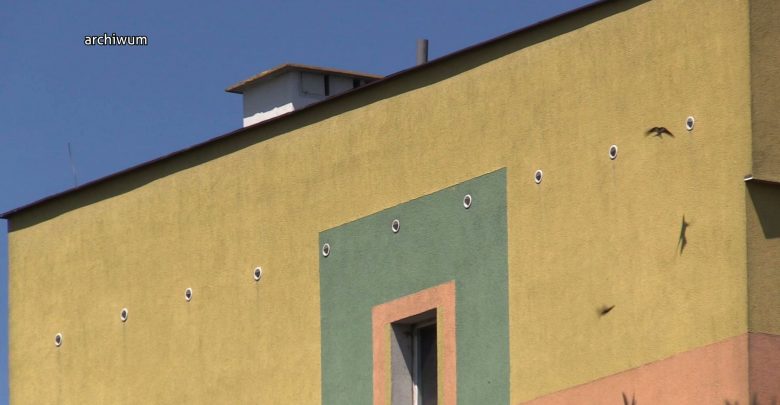 Wojna totalna, ale naturalna. Sosnowiec chce unicestwić komary jerzykami