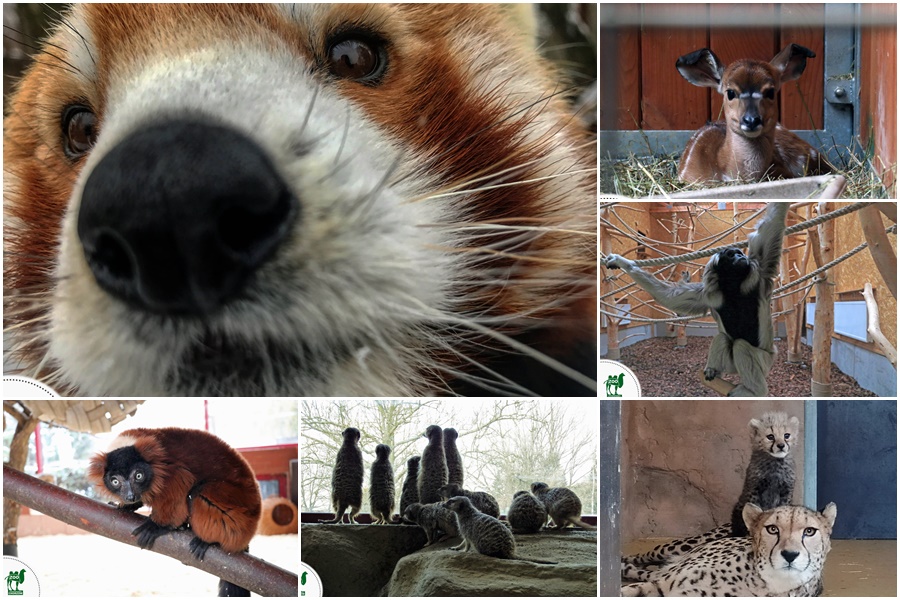 Podsumowanie 2019 roku w Śląskim Ogrodzie Zoologicznym!