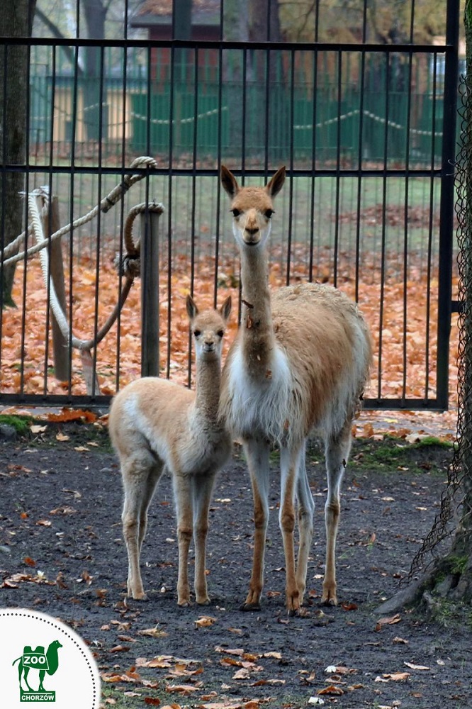 Podsumowanie 2019 roku w Śląskim Ogrodzie Zoologicznym!