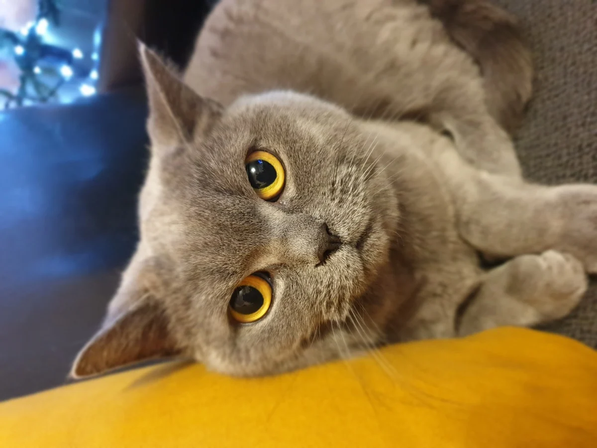 Karolina Szlezingier