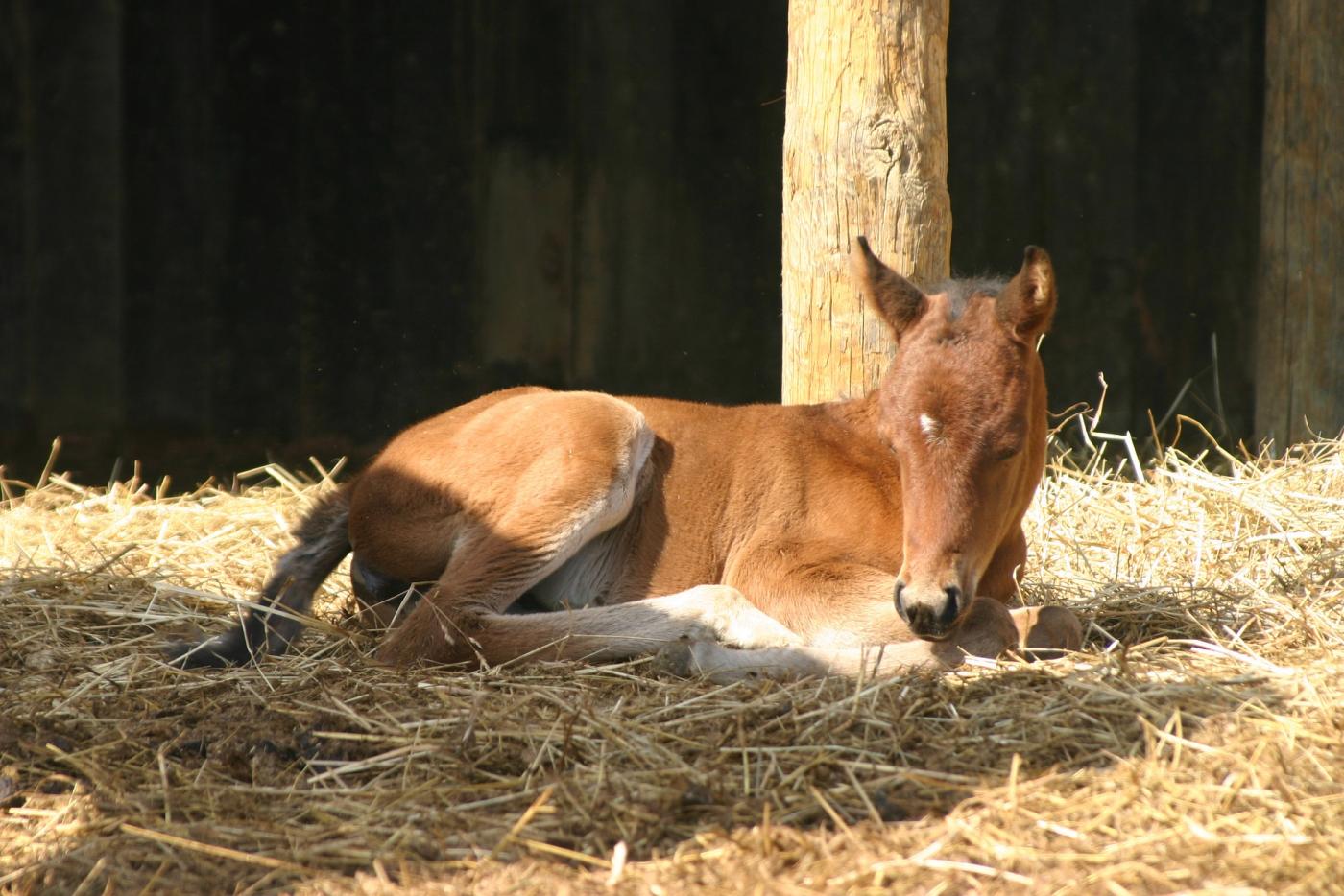 Odżywki dla koni - prawdy i mity na ich temat