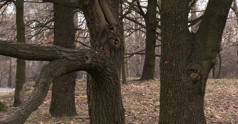 Mieszkańcy bronią dębów przed wycinką. "To nasze ostatnie zielone miejsce!"