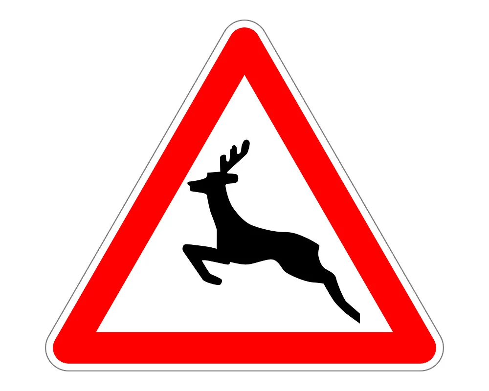 Uważajmy na dzikie zwierzęta na drodze