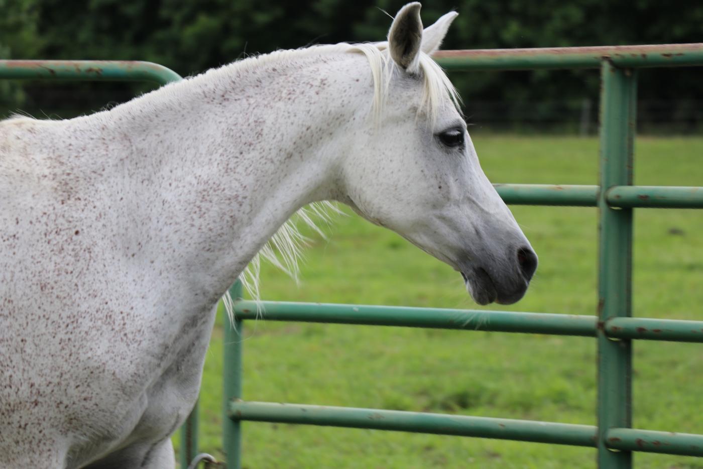 Odżywki dla koni - na co warto postawić?