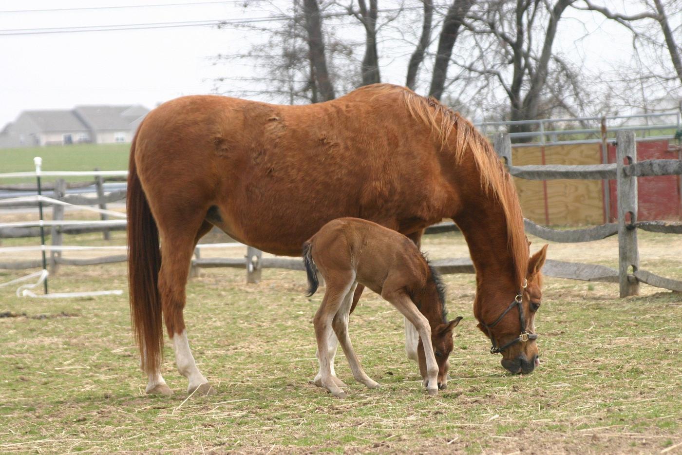 Odżywki dla koni - co powinieneś wiedzieć o ich podawaniu? Podpowiadamy!