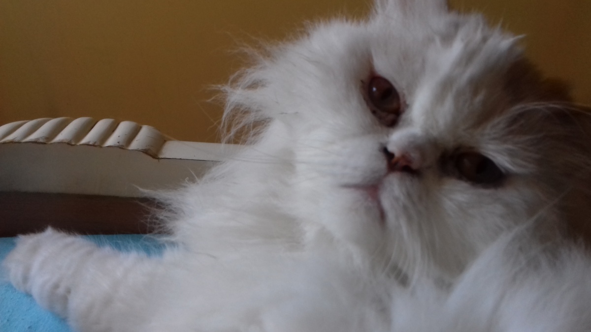 katarzyna Rawner-Brodzins