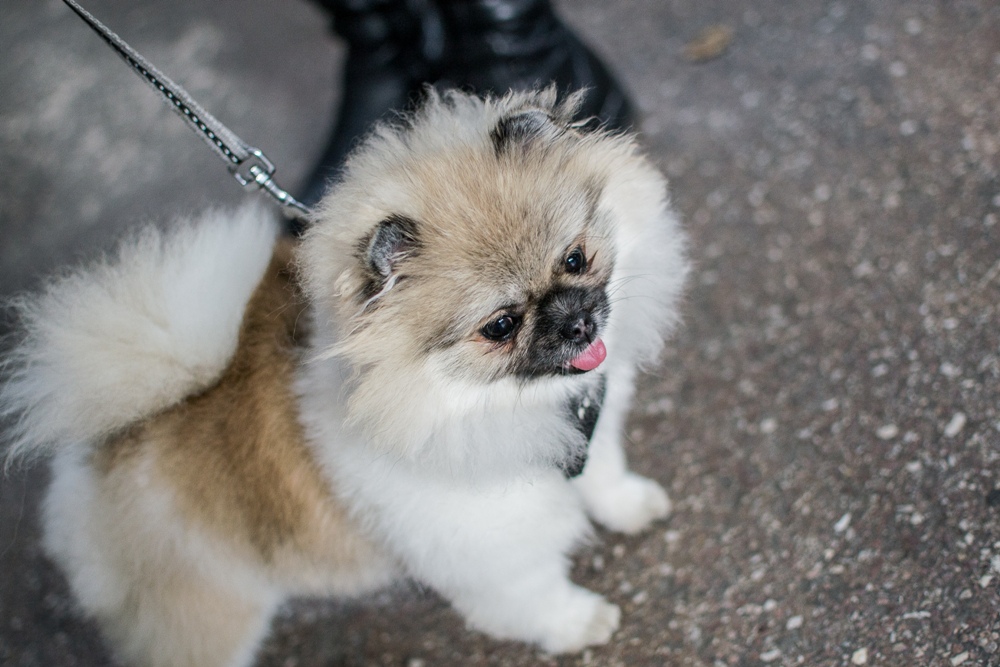 PSOTY w Szybie Wilson 5