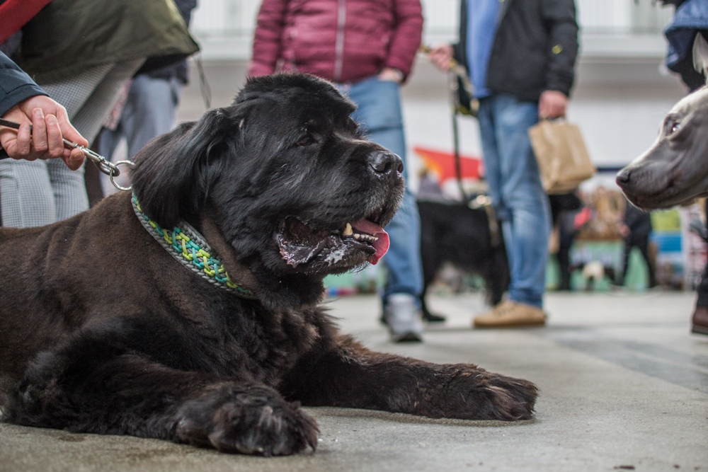 PSOTY w Szybie Wilson 12