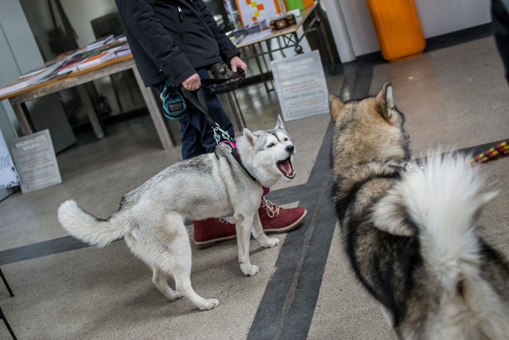 PSOTY w Szybie Wilson 31