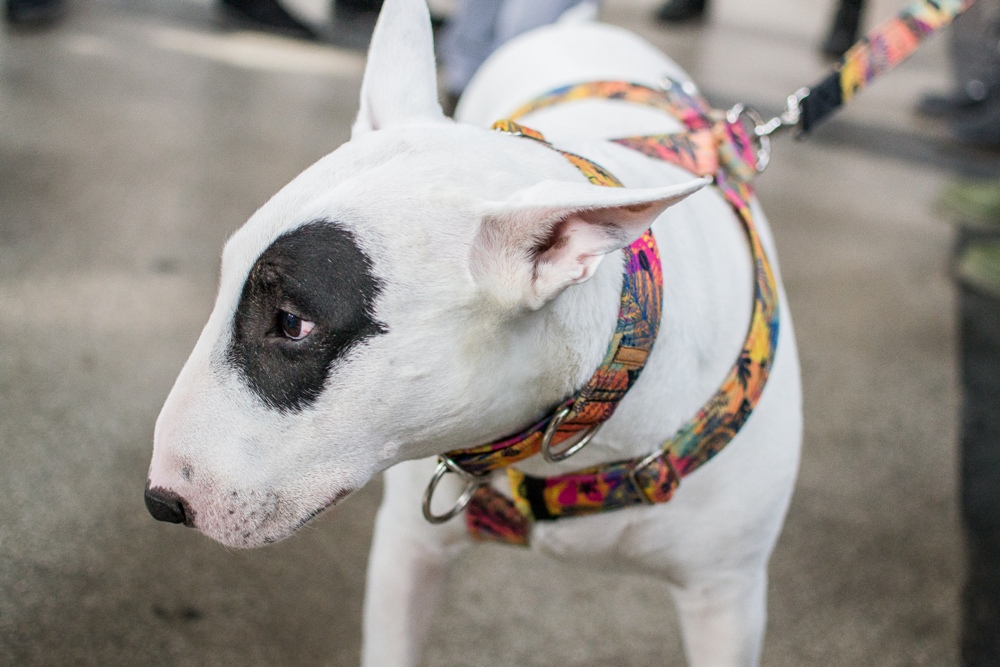 PSOTY w Szybie Wilson 42