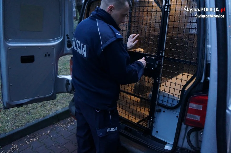 Mundurowi rozbili rodzinny biznes narkotykowy. Na terenie miasta zatrzymali aż 3 dilerów