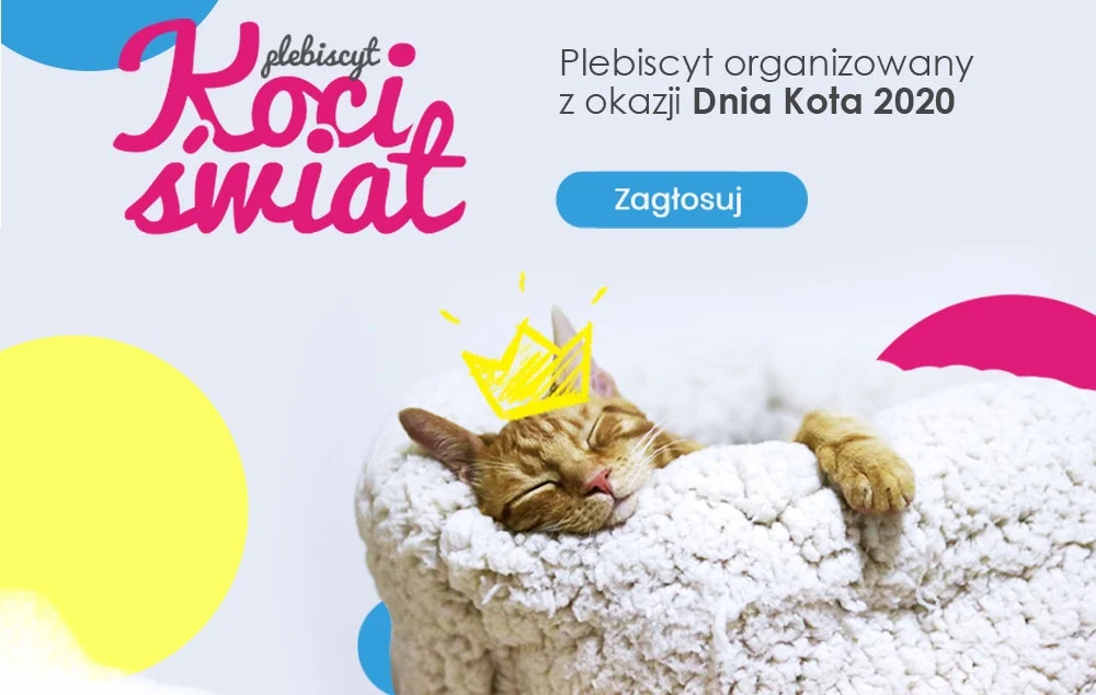 Wyniki plebiscytu Koci Świat - znamy już najfajniejszego kota Żor!