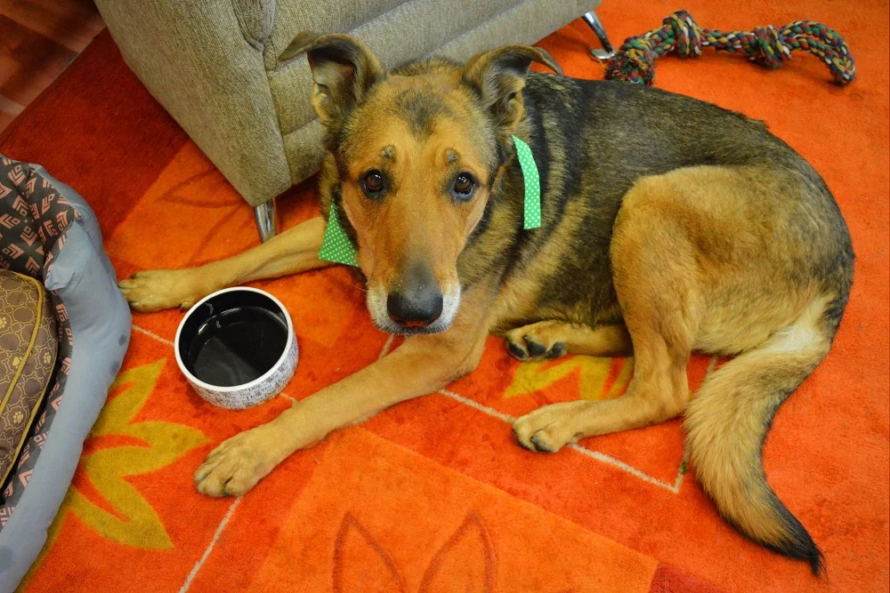 TOZ Chorzów: Karma dla psich seniorów i alergików potrzebna od zaraz