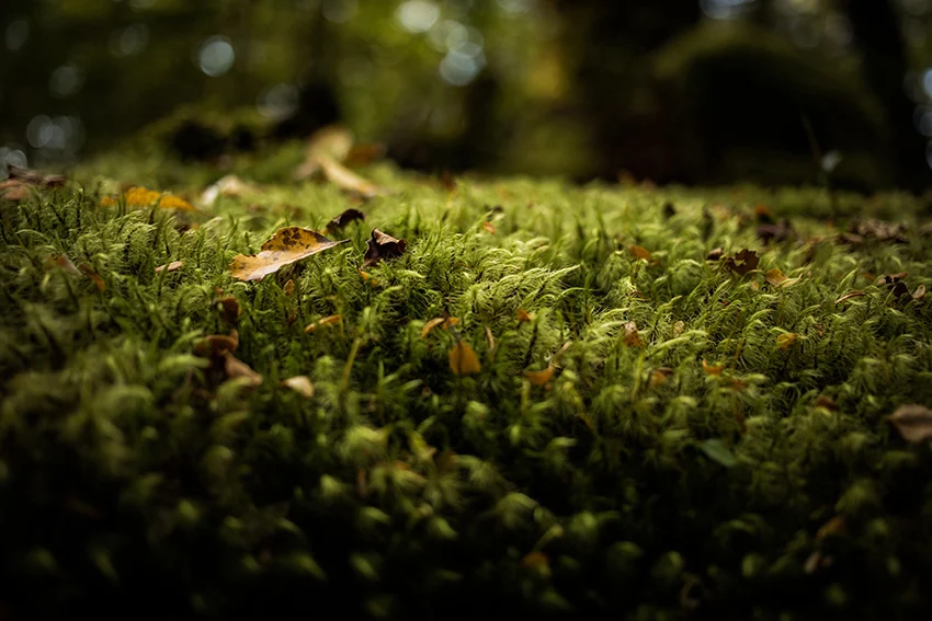 Warsztaty - obrazy z mchu. Muzeum GPE zaprasza