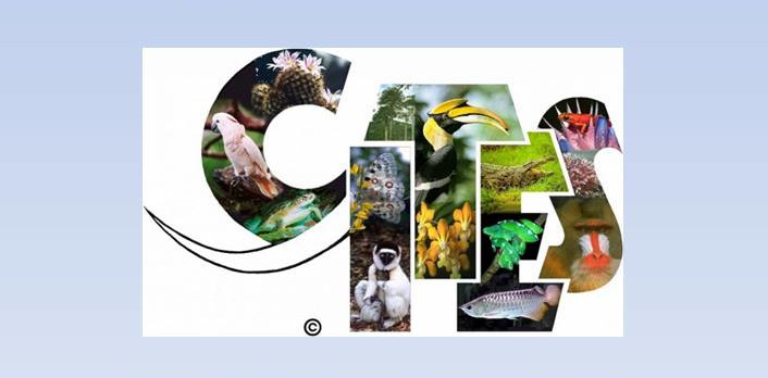 Prelekcja o międzynarodowym handlu dzikimi zwierzętami i roślinami na Arenie Zabrze