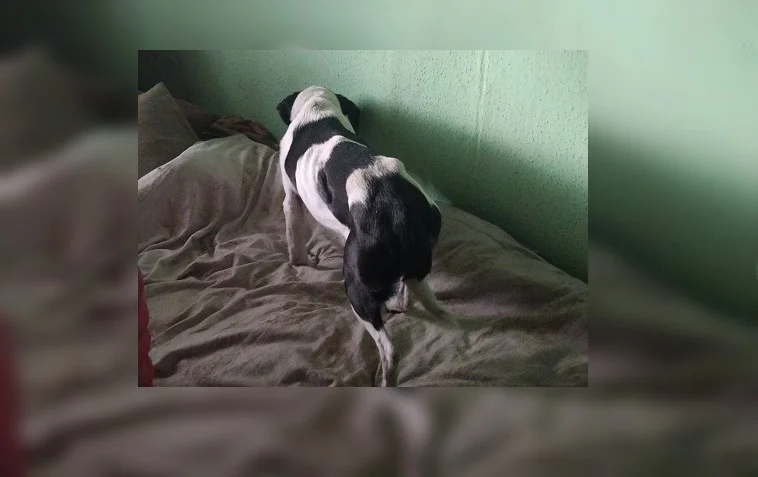 66-letni mieszkaniec Orzegowa znęcał się nad swoim psem i niemal zagłodził go na śmierć