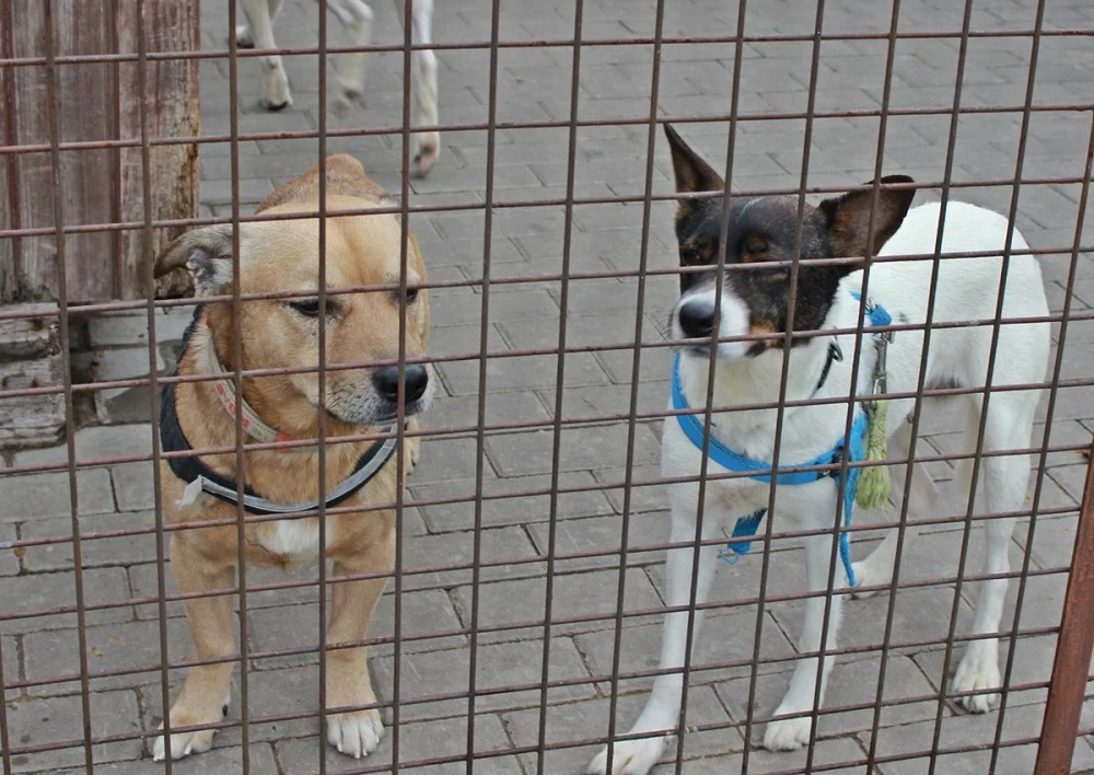 Znamy wyniki kontroli przeprowadzonej w schronisku dla zwierząt w Rudzie Śląskiej