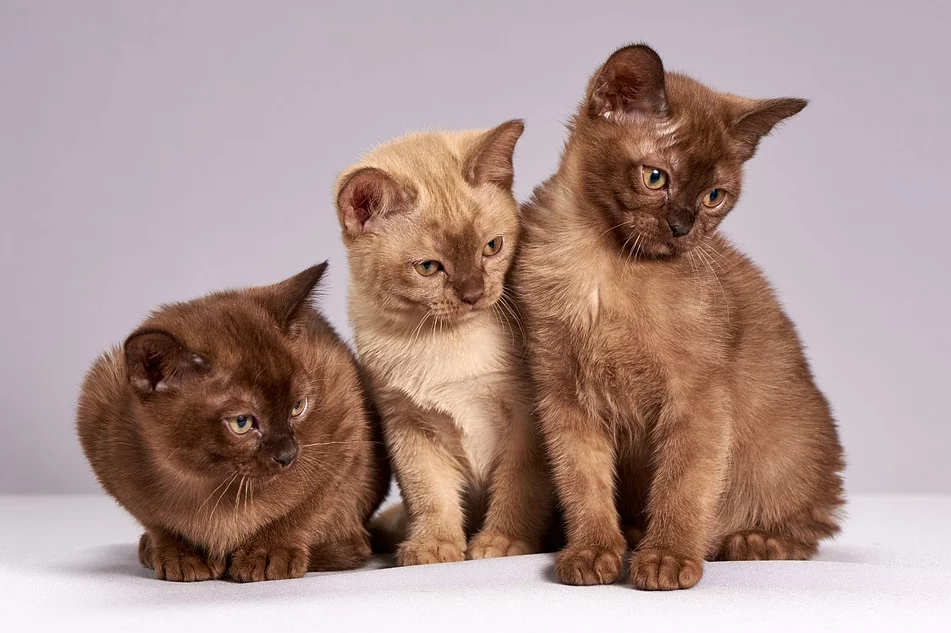Piekarscy harcerze pomagają bezdomnym zwierzętom