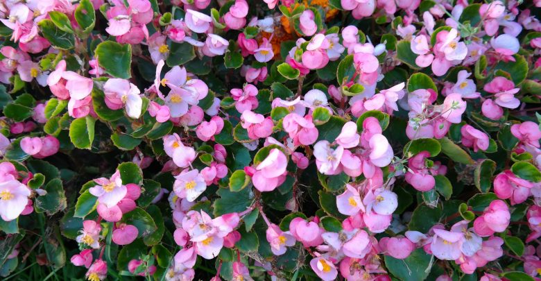 Idzie wiosna! Pracownicy Zakładu Zieleni Miejskiej posadzą 180 tys. nowych roślin