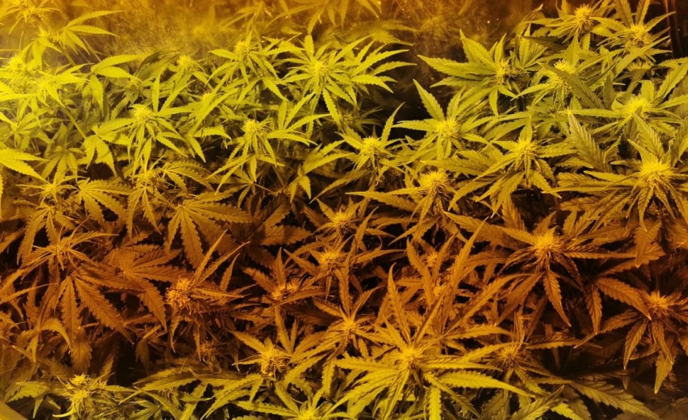 Katowiccy policjanci zlikwidowali plantację marihuany