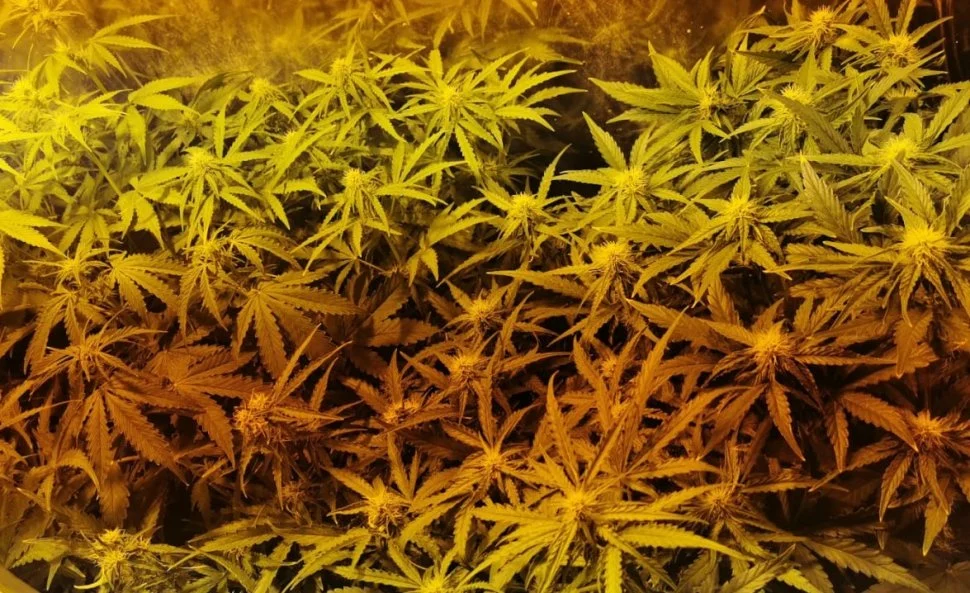 Katowiccy policjanci zlikwidowali plantację marihuany