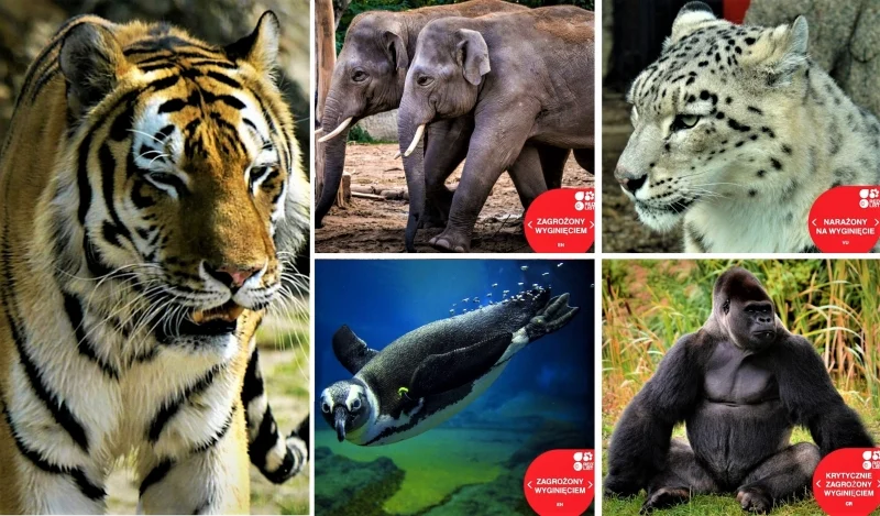 Grozi im wyginięcie, bo są zbyt piękne. Specjalna akcja w Śląskim Ogrodzie Zoologicznym