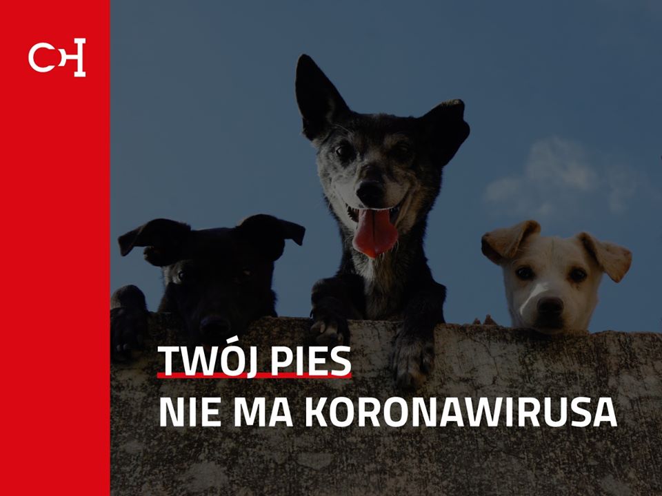 WHO: nie ma dowodów na to, że pies lub inne zwierzę może przenosić koronawirusa