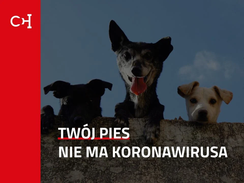 WHO: nie ma dowodów na to, że pies lub inne zwierzę może przenosić koronawirusa