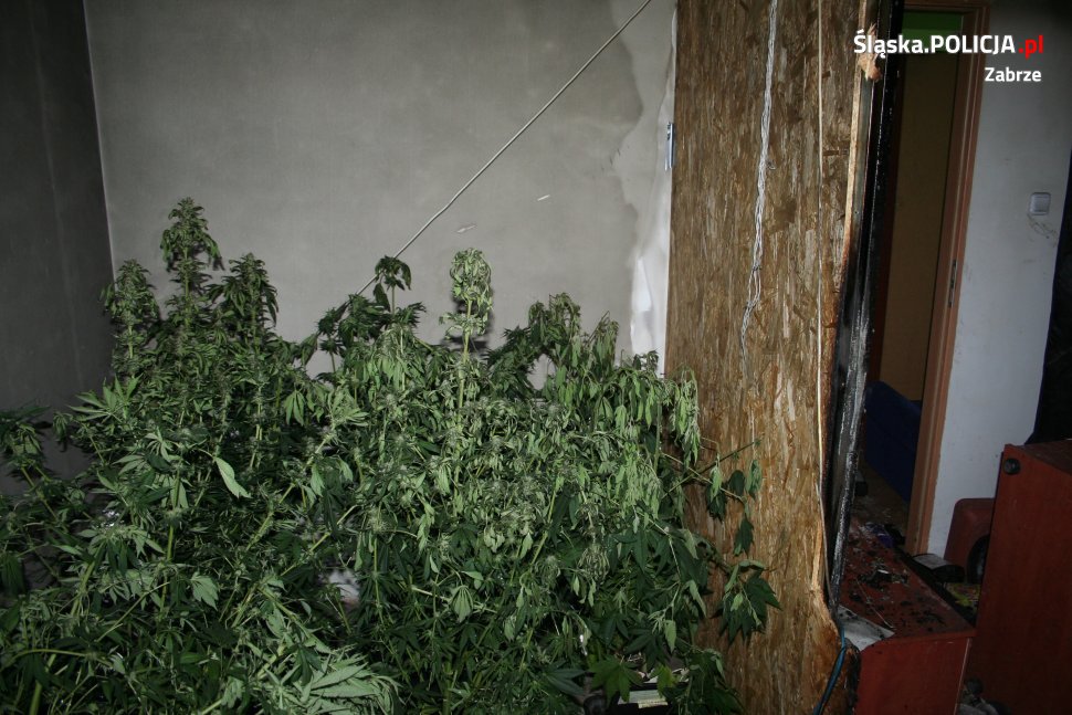W mieszkaniu, w którym wybuchł pożar, interweniujący strażacy ujawnili plantacje marihuany