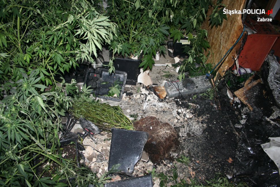 W mieszkaniu, w którym wybuchł pożar, interweniujący strażacy ujawnili plantacje marihuany