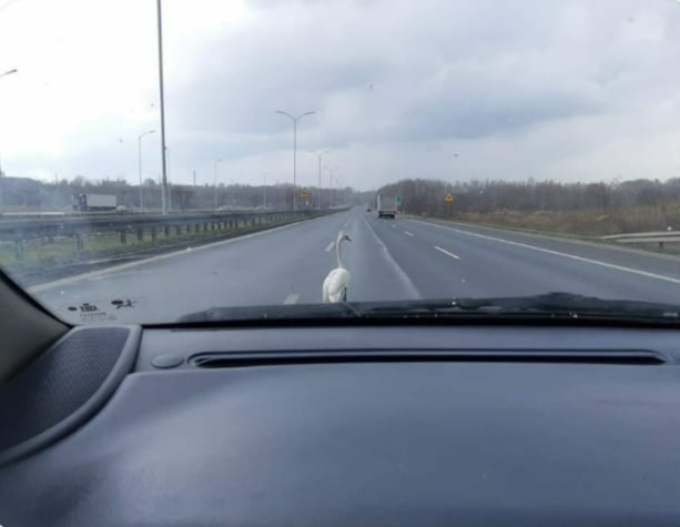 Łabędź na DTŚ! Policjanci uratowali ptaka spacerującego po drodze