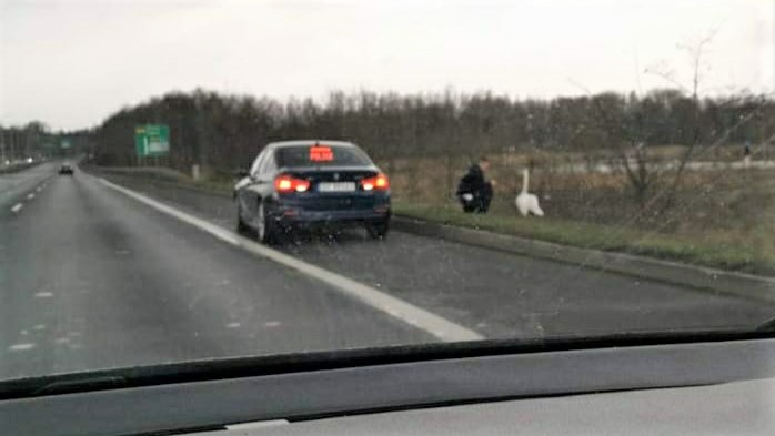 Łabędź na DTŚ! Policjanci uratowali ptaka spacerującego po drodze