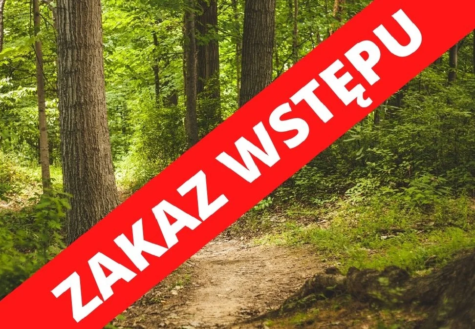Lasy Państwowe wprowadziły tymczasowy zakaz wstępu do lasu!