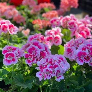 GLOSTER Centrum Ogrodnicze