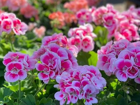 GLOSTER Centrum Ogrodnicze