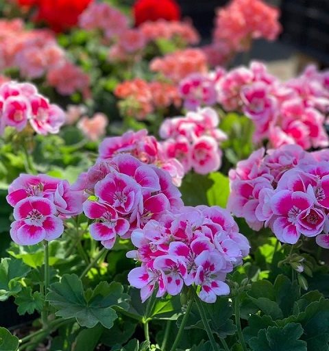 GLOSTER Centrum Ogrodnicze