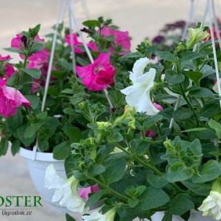 GLOSTER Centrum Ogrodnicze