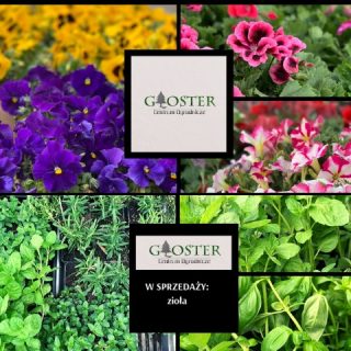 GLOSTER Centrum Ogrodnicze