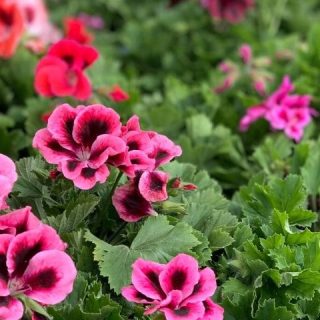 GLOSTER Centrum Ogrodnicze