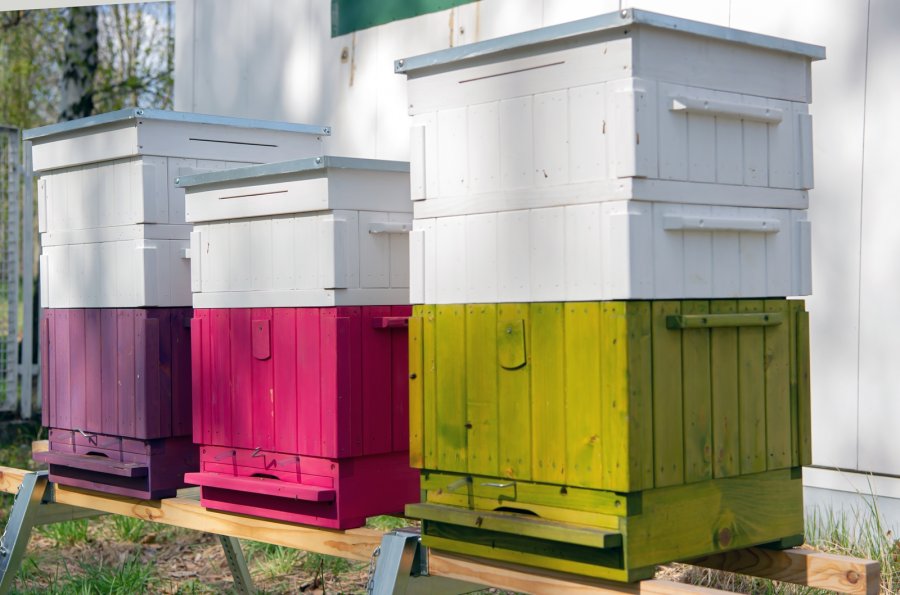 Pszczoły zamieszkały w Bytomiu - Szombierkach!