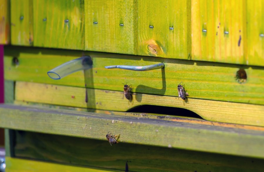 Pszczoły zamieszkały w Bytomiu - Szombierkach!