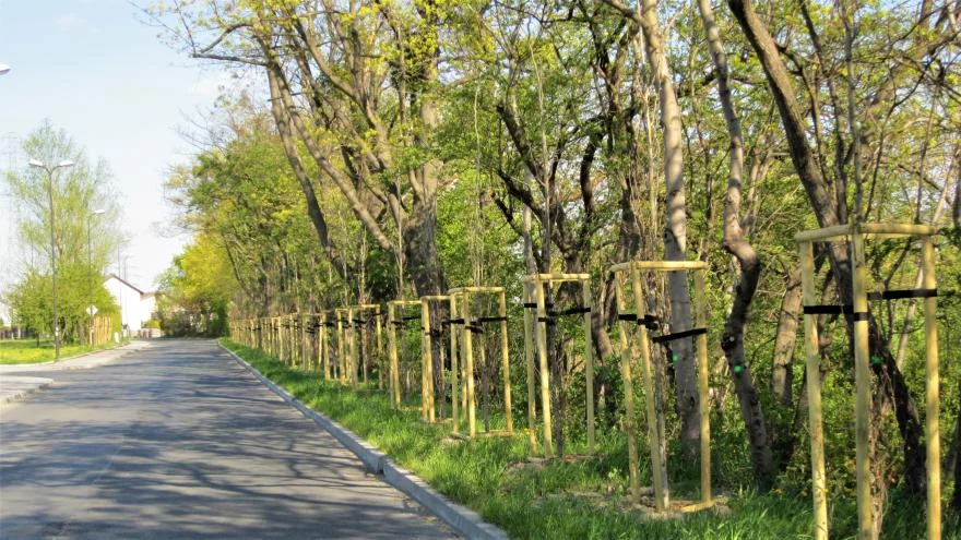 Gliwice: Rusza akcja tworzenia zielonych ekranów przy drogach