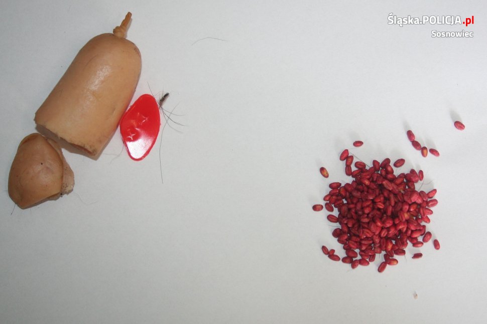 Sosnowiec: 47-latek chciał otruć psa sąsiadów