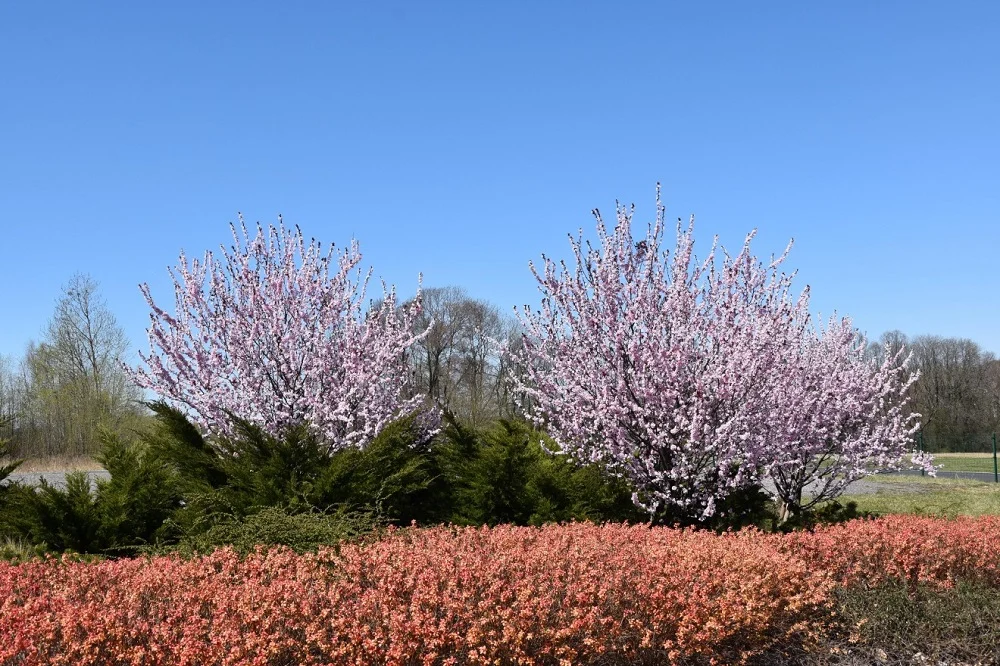 Śląski Ogród Botaniczny w Mikołowie otwarty