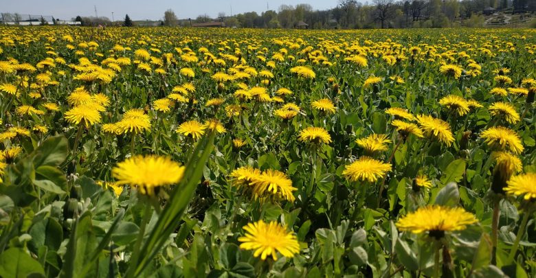Śląski Ogród Botaniczny w Mikołowie znowu zamknięty. Bo wcale nie miał być otwarty?